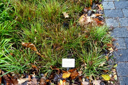 Luzula luzuloides - Botanischer Garten - Heidelberg, Germany - DSC00872