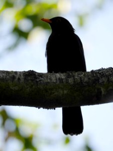 Luther-Friedhof.Amsel-Maennchen.1 photo