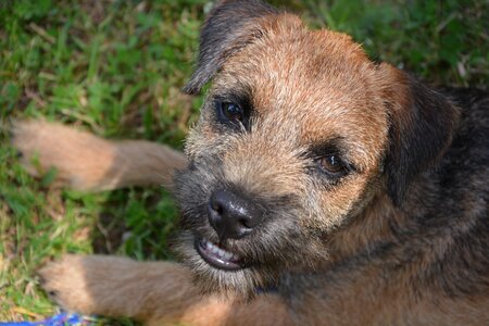Border-terrier mascot animal