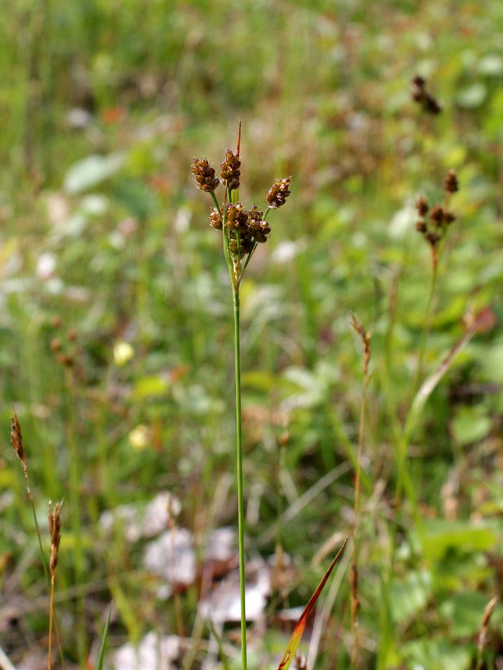 Luzula pallescens Simo, Finland 22.06.2013