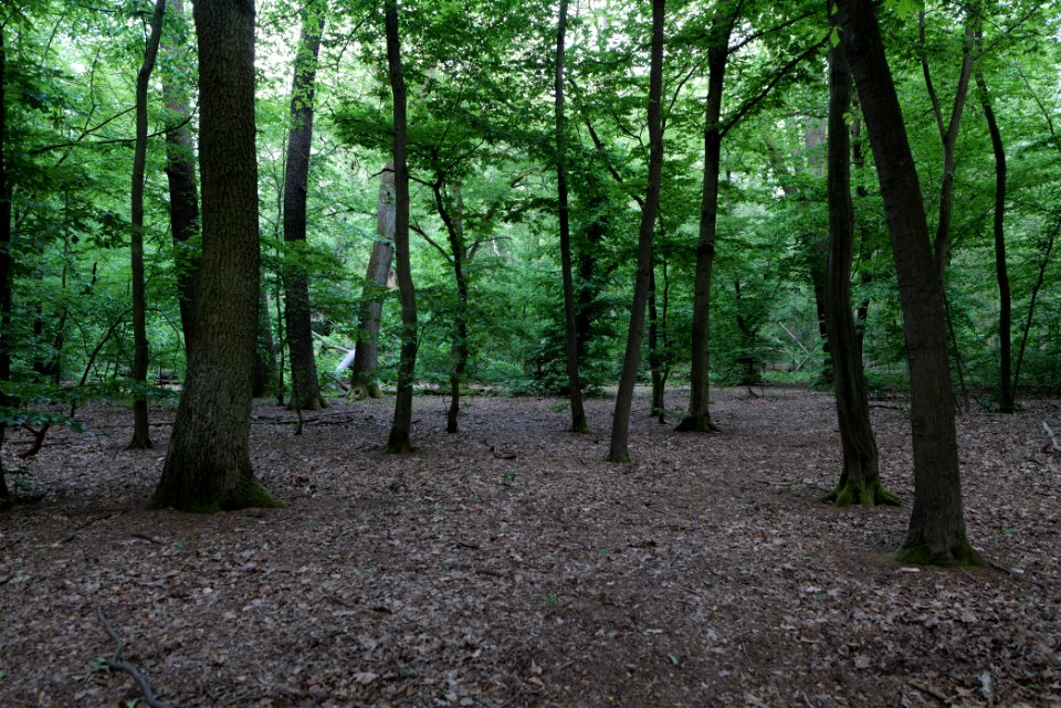 Luzulo-Fagetum Spandauer Forst 2020-06-03 02