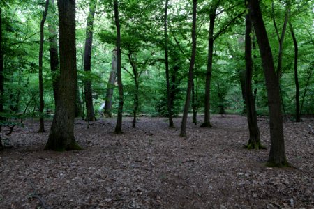 Luzulo-Fagetum Spandauer Forst 2020-06-03 02