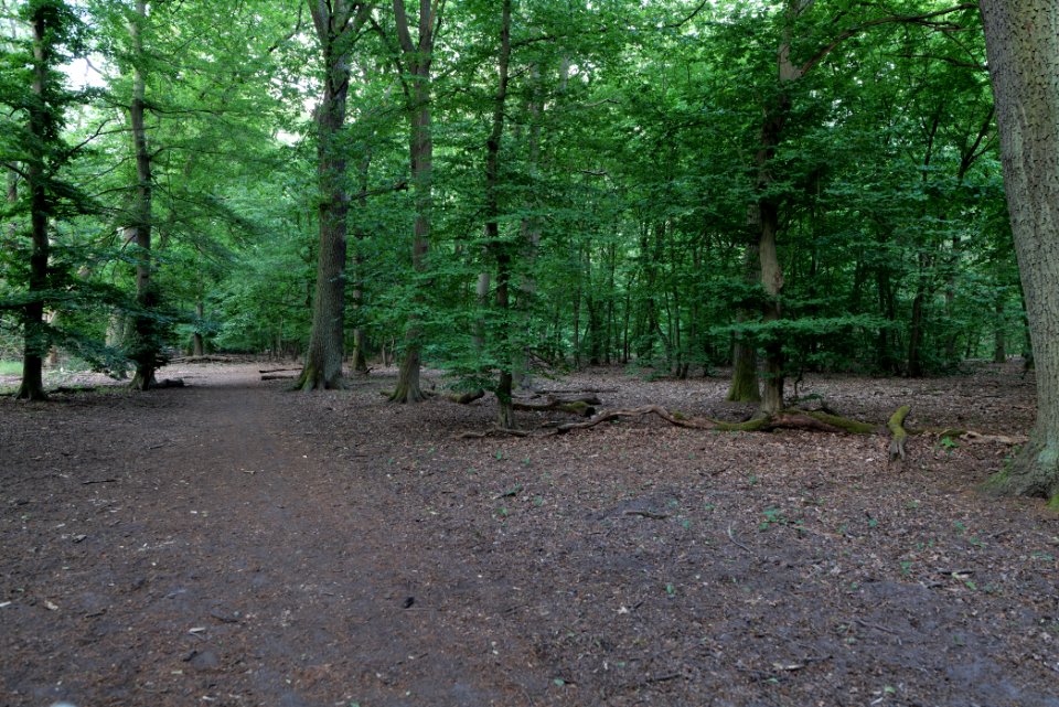 Luzulo-Fagetum Spandauer Forst 2020-06-03 01