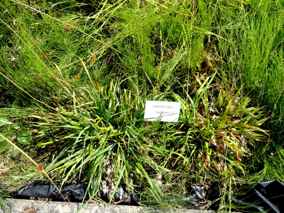 Luzula pilosa - Botanical Garden, University of Frankfurt - DSC02740