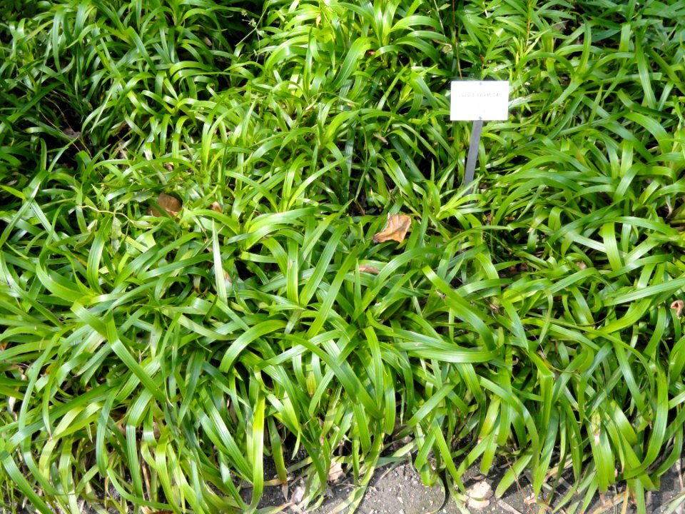 Luzula sylvatica - Botanical Garden, University of Frankfurt - DSC02595