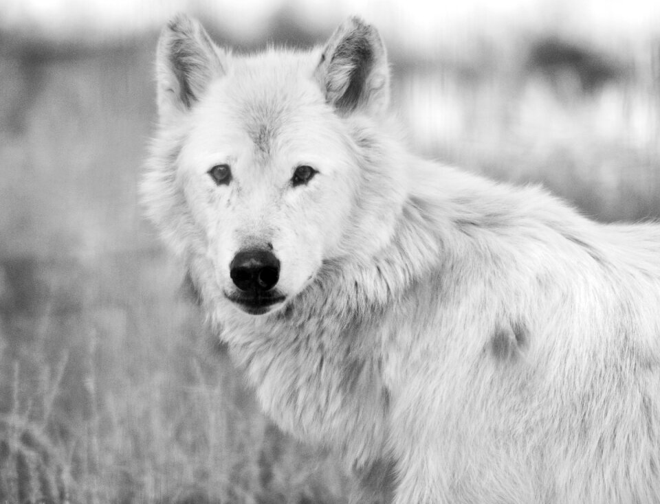 Fauna wild life plume