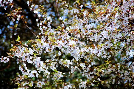 Cherry blossom zoo flower