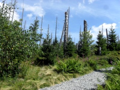 Luzný - Sommerweg C