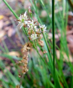 Luzula forsteri