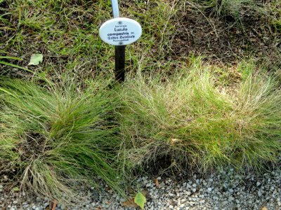 Luzula campestris - Botanical Garden, University of Frankfurt - DSC02573
