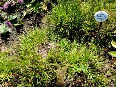 Luzula forsteri - Botanical Garden, University of Frankfurt - DSC02574