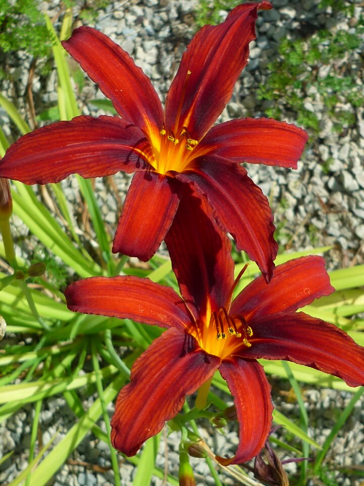 Bold colors meadow garden flower