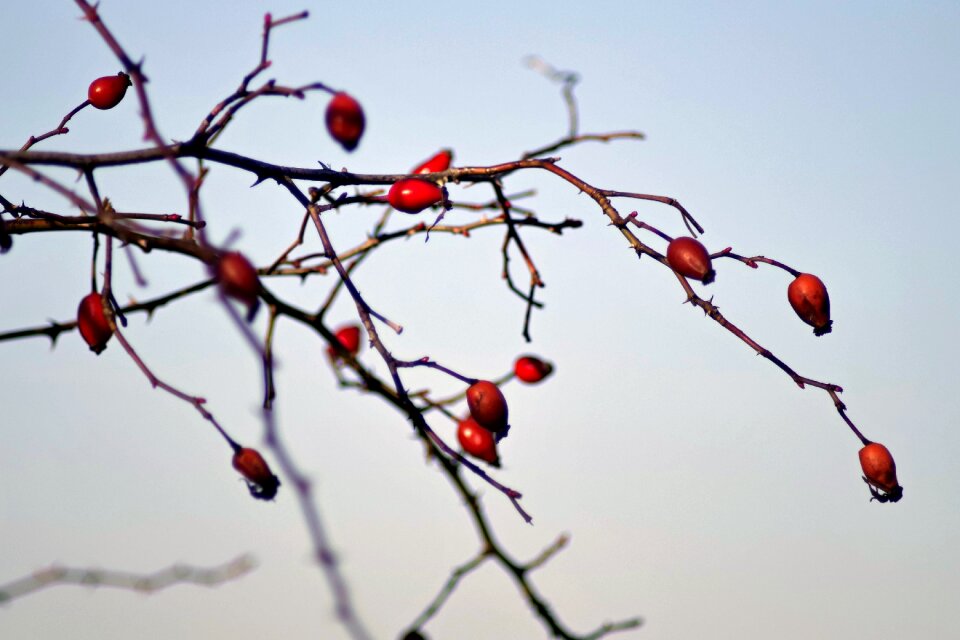Fruit frozen frost