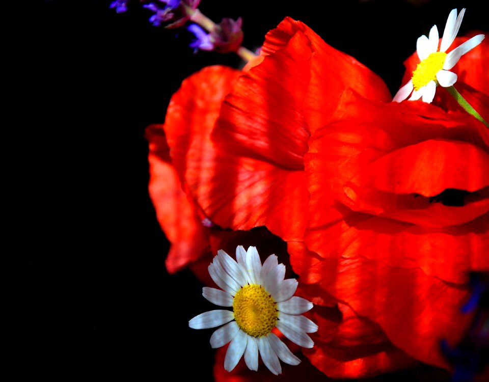 Nature poppy meadow flower