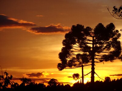 Pinheiro morning gold