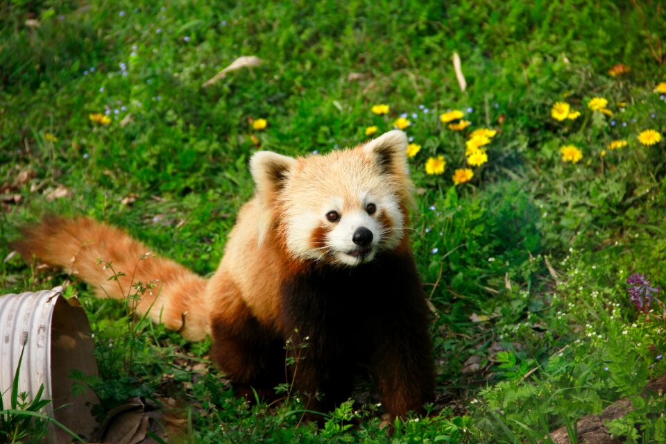 Red panda animal moe