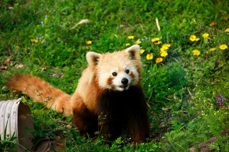Red panda animal moe photo
