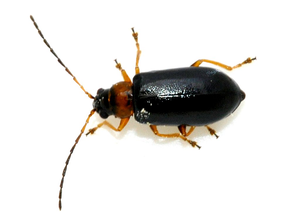 Luperus-luperus-10-fws