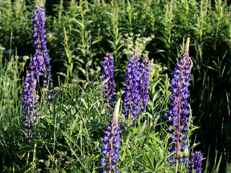 Lupinus polyphyllus Pikisaari Oulu 20200624 02