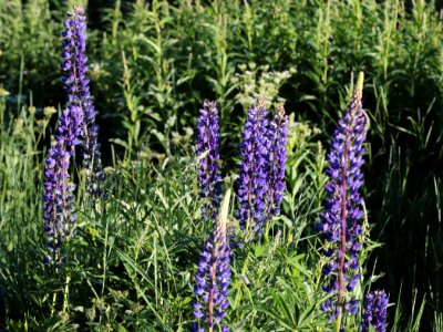 Lupinus polyphyllus Pikisaari Oulu 20200624 02