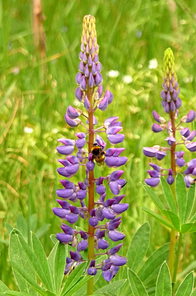 Lupine Zwieslerwaldhaus