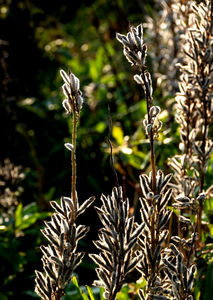 Lupine seedpods in Chateaux Luna vineyard 3