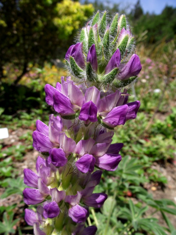 Lupinus microcarpus microcarpus