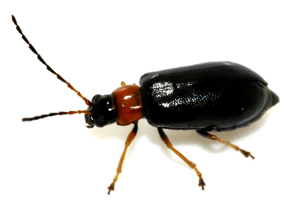 Luperus-luperus-03-fws