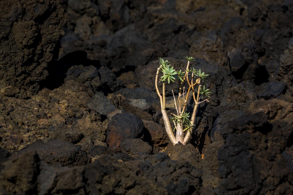Nature fouling stone garden