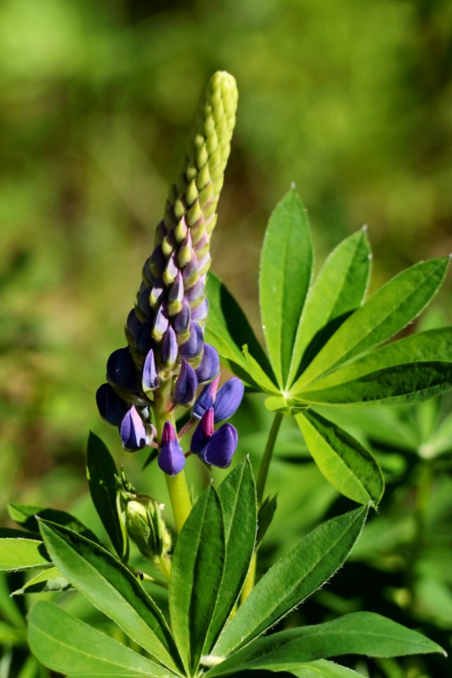 Lupinus polyphyllus Maksniemi Simo 20200620