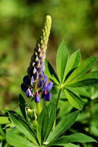 Lupinus polyphyllus Maksniemi Simo 20200620