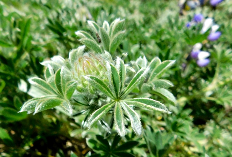 Lupinus variicolor 1