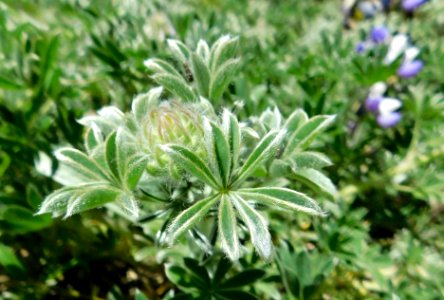 Lupinus variicolor 1