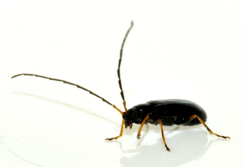 Luperus-luperus-14-fws