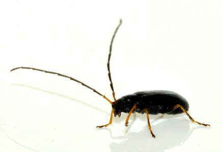 Luperus-luperus-14-fws