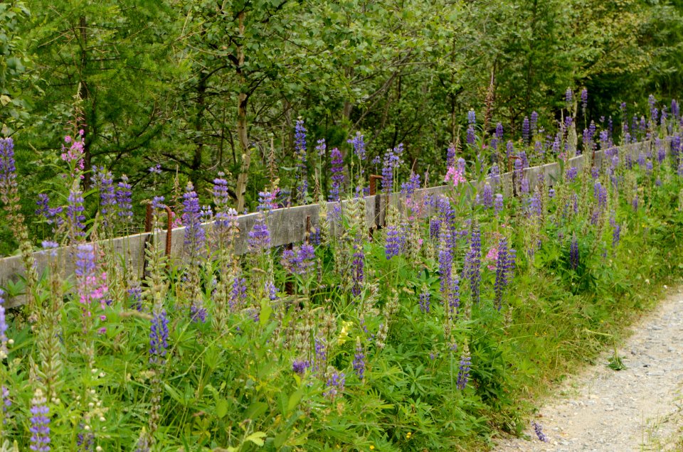 Lupinus polyphyllus plants
