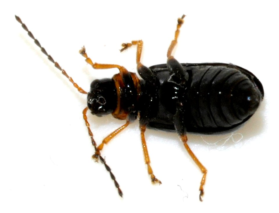 Luperus-luperus-15-fws