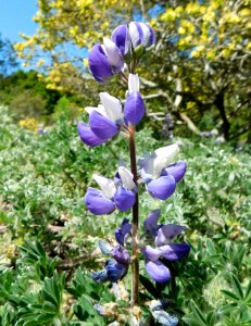 Lupinus variicolor 2