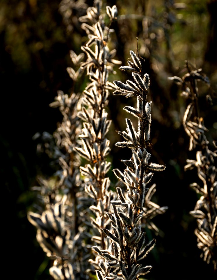 Lupine seedpods in Chateaux Luna vineyard 6