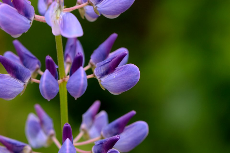 Lupinus polyphyllusDetai