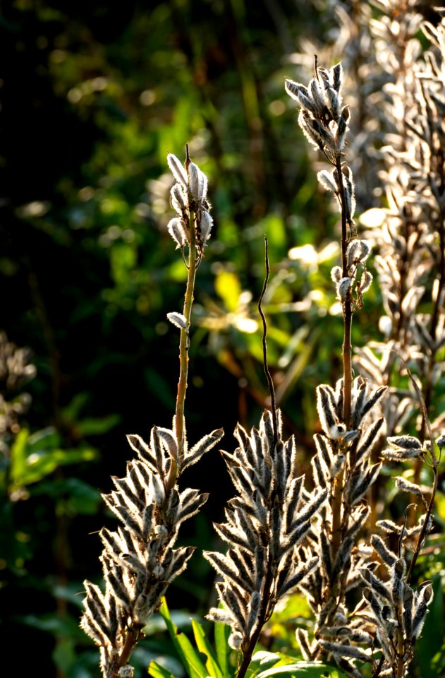 Lupine seedpods in Chateaux Luna vineyard 2