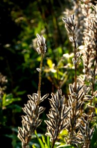 Lupine seedpods in Chateaux Luna vineyard 2