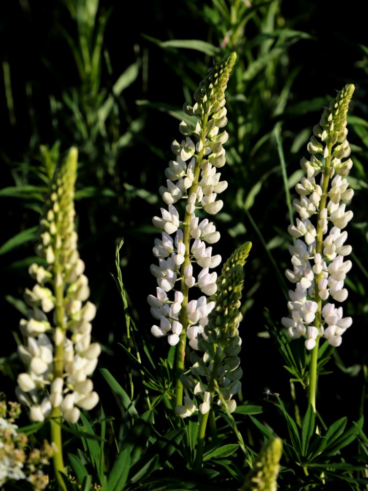 Lupinus polyphyllus Pikisaari Oulu 20200624 01