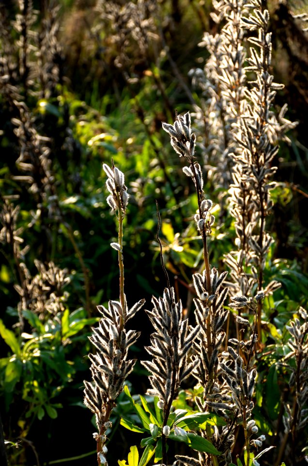 Lupine seedpods in Chateaux Luna vineyard 4