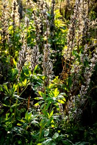 Lupine seedpods in Chateaux Luna vineyard 8