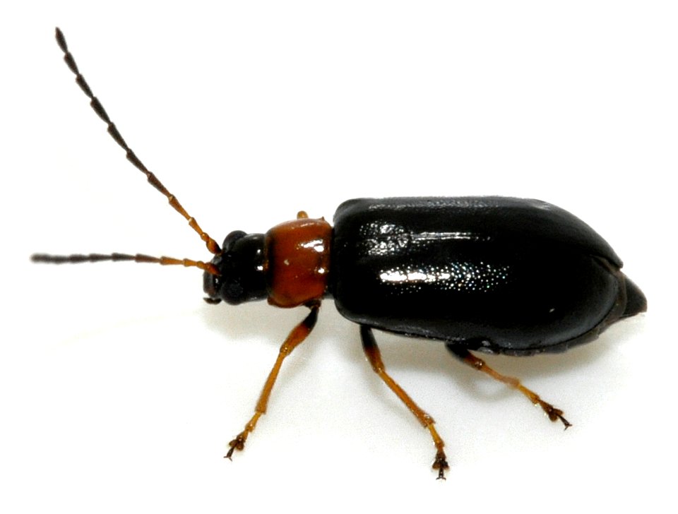 Luperus-luperus-05-fws