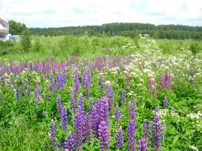 Lupin Istra 1