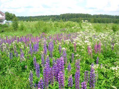 Lupin Istra 1 photo