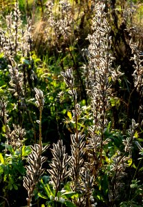 Lupine seedpods in Chateaux Luna vineyard 1