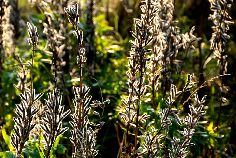 Lupine seedpods in Chateaux Luna vineyard 7